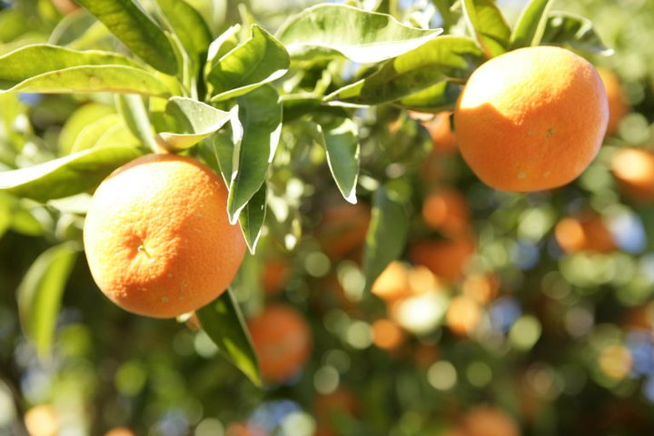 campos de naranjas en Valencia
